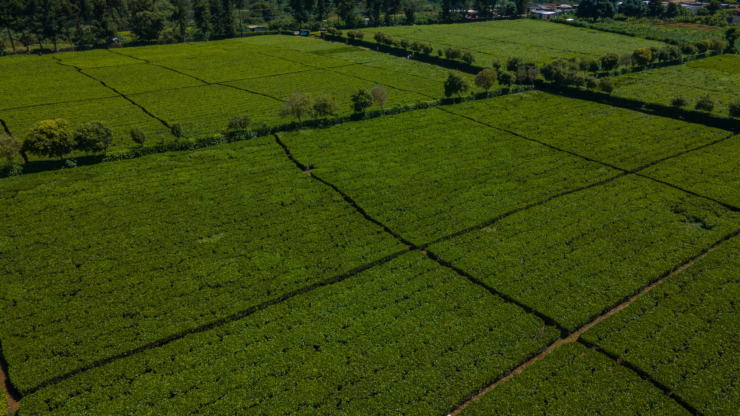 School of Agriculture and Biotechnology